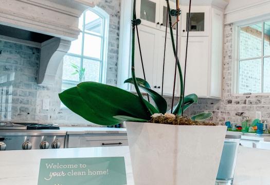 Merry Maids clean with a plant